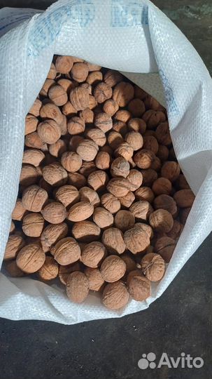 Грецкий орех