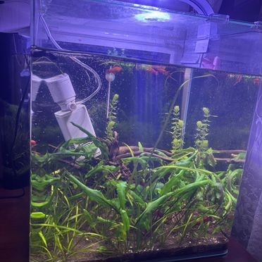 Аквариум dennerle nano cube 60 литров