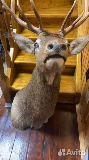 Чучело головы оленя