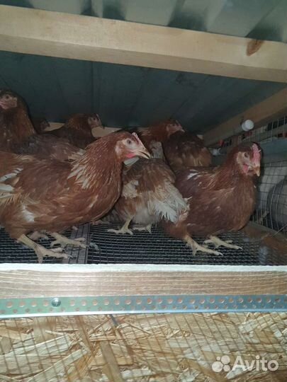 Куры несушки, молодки тюмень