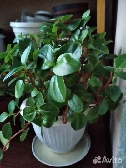 Пеперомия глабелла