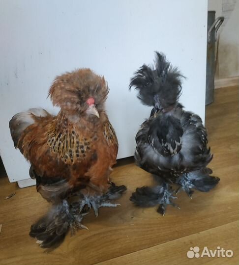 Шелковая курочка и петушок сизли