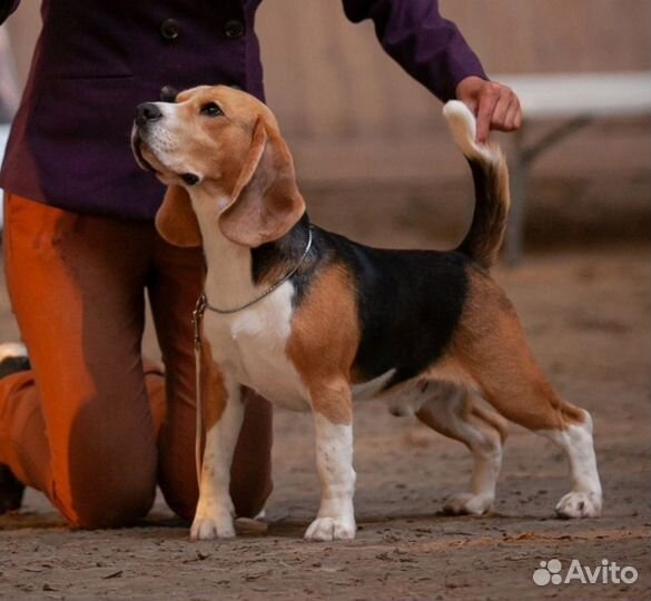 Бигль щенки
