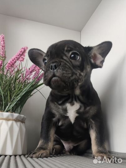 Французский бульдог голубой