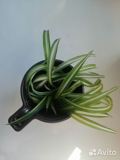 Хлорофитум