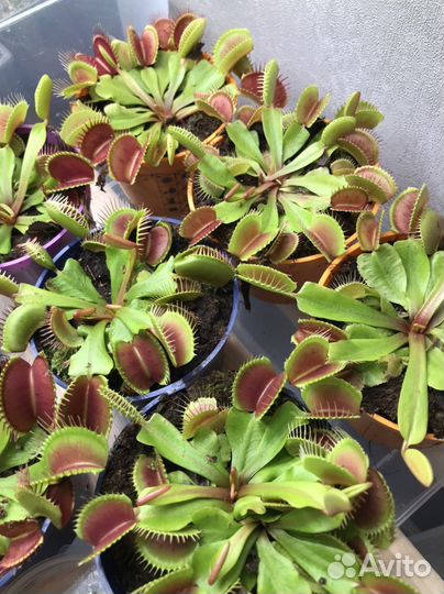 Венерина мухоловка (Дионея) хищное растение