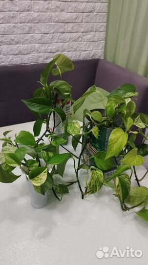 Сциндапсус, фикус, замиокулькас