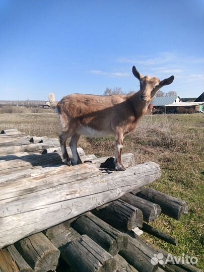 Козы и козлята продажа