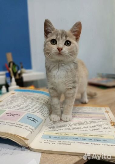 Кошка в добрые руки