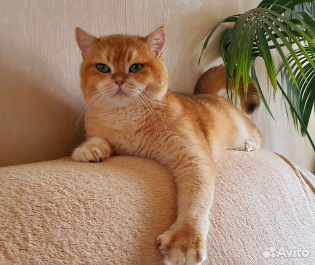 Вязка с британцем золотая шиншилла ny12