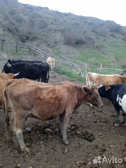 Коровы с телятами