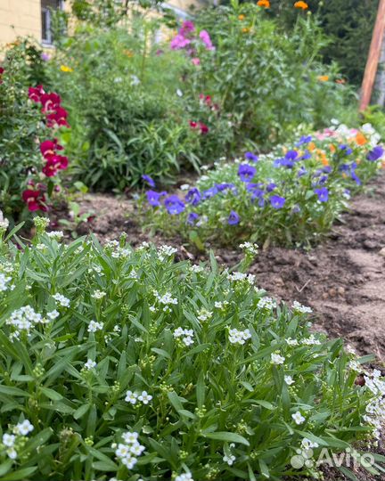 Фиалка рогатая