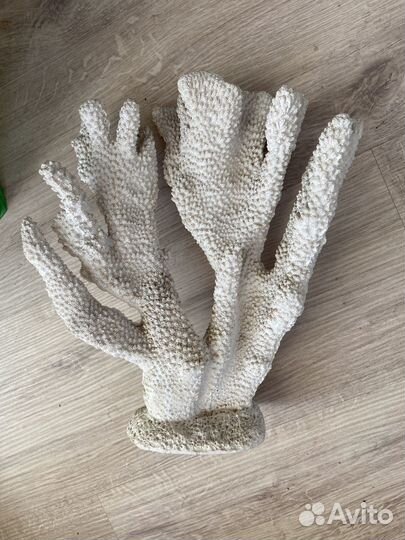 Морские кораллы для аквариума