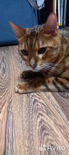 Бенгальский кот