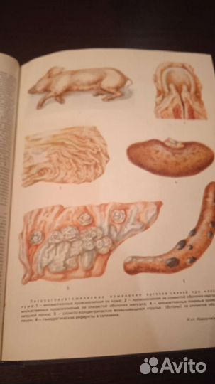Ветеринарный энциклопедический словарь