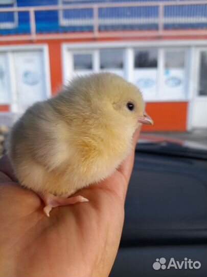 Цыпленок