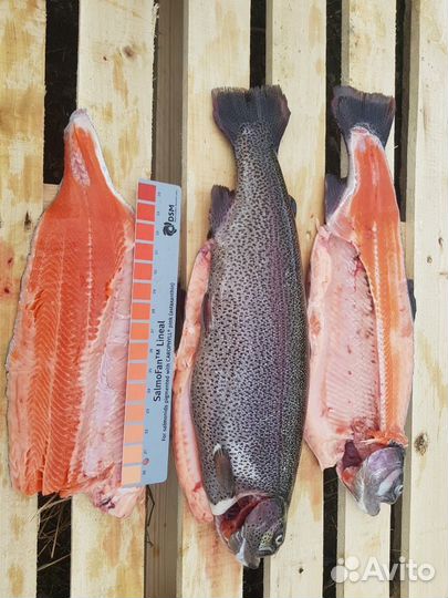 Форель охлажденная