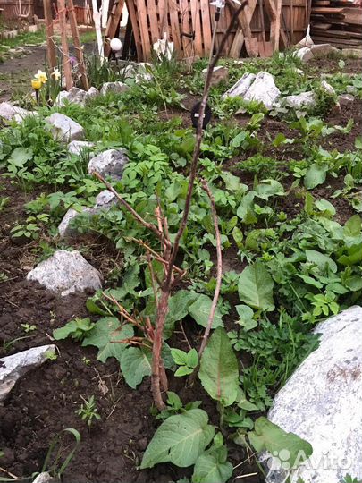 Саженцы большой выбор