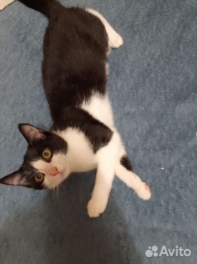 Котенок