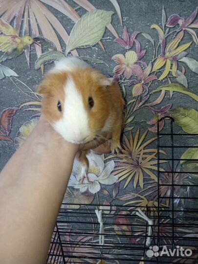 Морская свинка с клеткой
