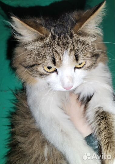 Кот сибирский