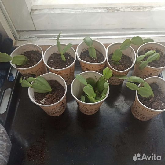 Цветок декабрист Декабристы