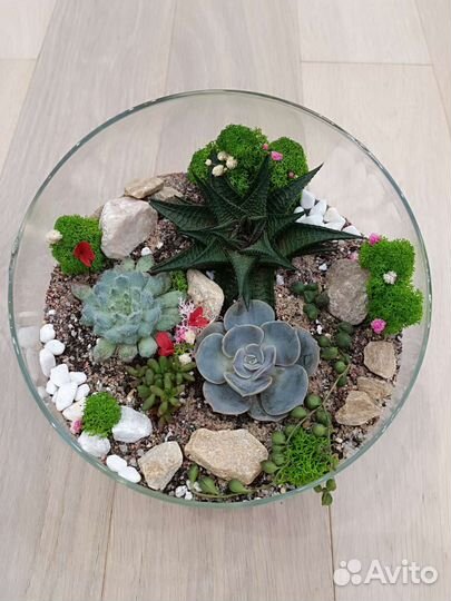 Флорариум суккуленты