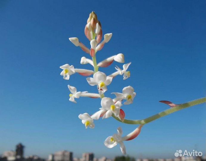 Орхидея Лудизия