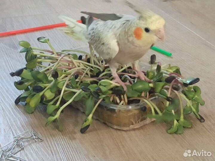 Передержка попугаев/птиц