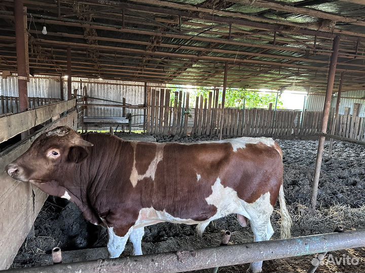 Бык на племя