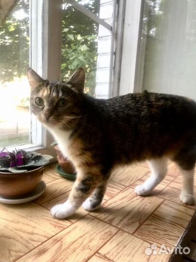 Кошка для частного дома