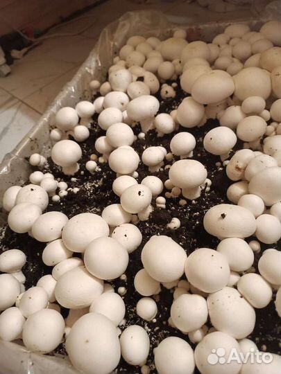 Субстрат компост Шампиньонов