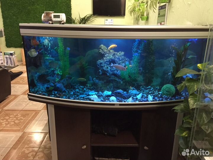 Обслуживание, чистка аквариумов по Москве И обл