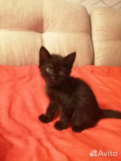 Кошка