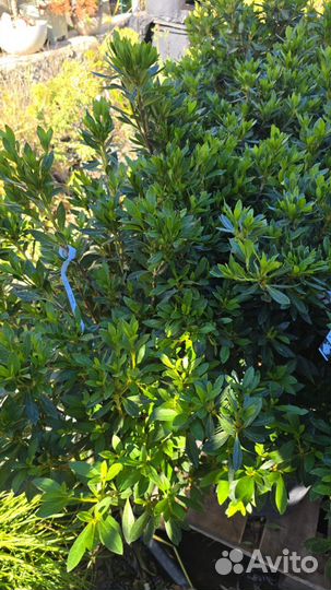 Продаются восхитительные азалии для вашего сада