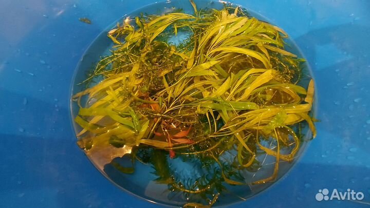 Аквариумные растения бесплатно бронь до 14.10