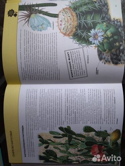 Энциклопедия 