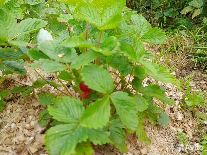 Земляника садовая