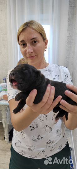 Щенки кане корсо