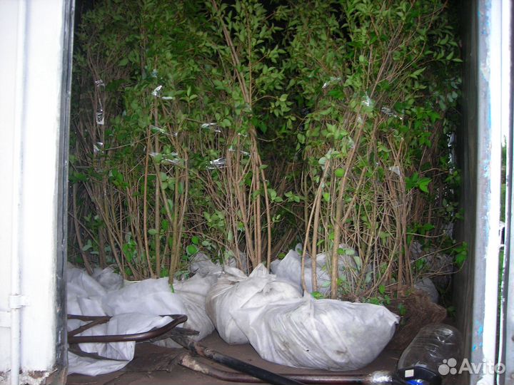 Спирея Вангутта