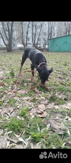 Собака в добрые руки отдам бесплатно