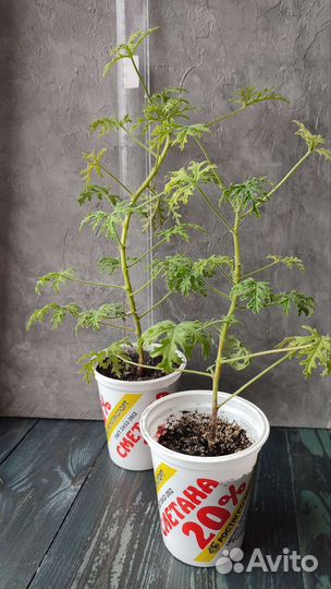 Герань лимонная/пеларгония