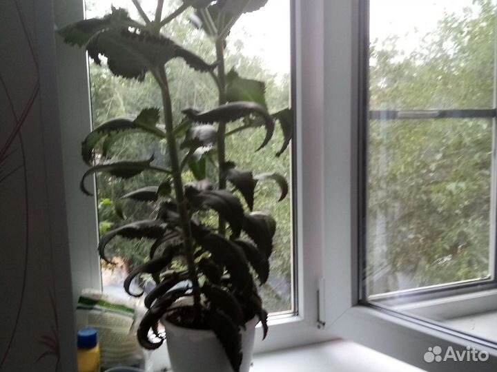 Каланхоэ лечебное