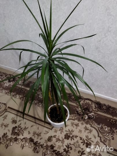 Пальма драцена