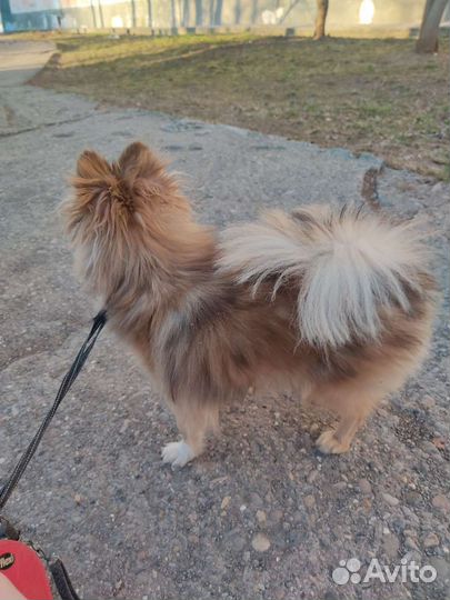 Померанский шпиц девочка