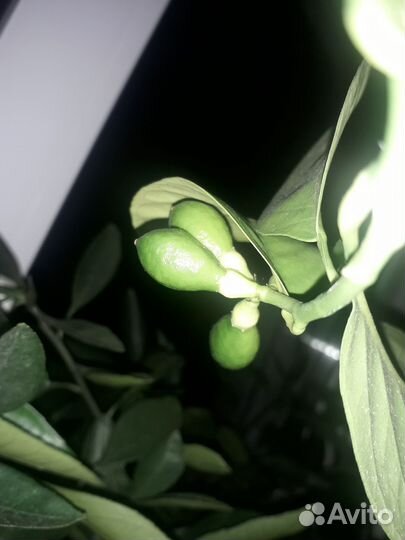 Комнатныи плодовоносящии лимон сорт меиер