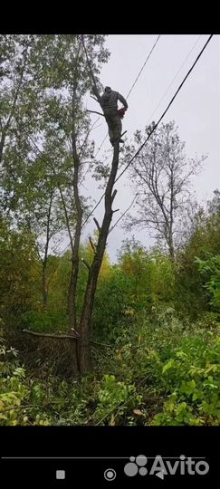 Спилить дерево