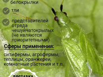 Хищный клоп Macrolophus pygmaeus от белокрылки, тр