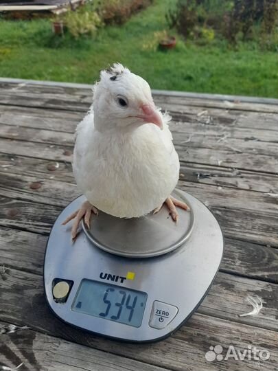 Дмитриевский перепел