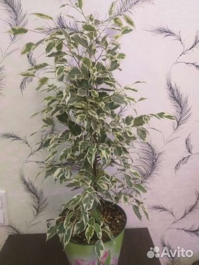 Фикус твайлайт